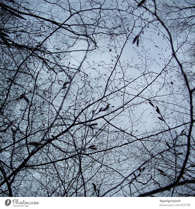 knospenreich Baumkrone Luft Wald Himmel Blütenknospen blau Ast Zweig Natur oben