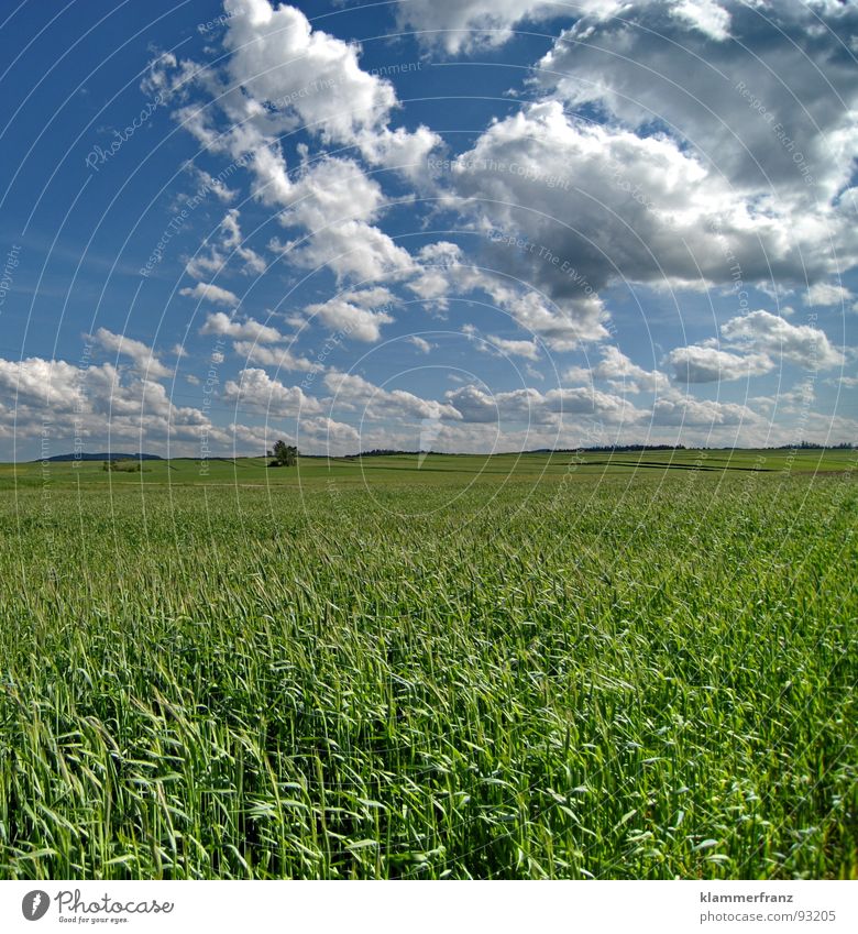 Das Leben Feld Hoffnung Gras Horizont Wolken Himmel schlechtes Wetter ruhig Einsamkeit Gelassenheit Landschaft Weitwinkel grün Hintergrundbild Ernährung