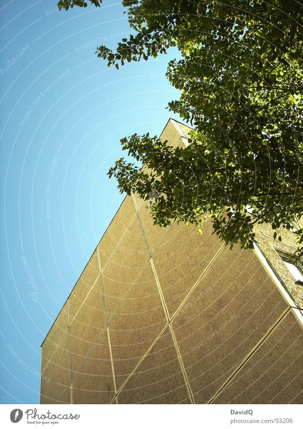 3/3 Baum grün grau Luft Beton Dreiteilung Plattenbau ungemütlich eng Sauerstoff frisch leicht Blatt Leben Wachstum sprießen Lebensraum Himmel blau Natur