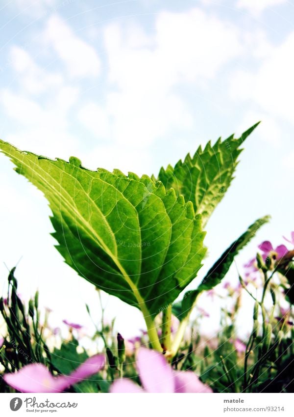 BLATTGRUEN Blatt Blattgrün Pflanze Wiese Frühling Sommer Wachstum lieblich saftig Makroaufnahme Nahaufnahme Garten Natur Sonne Himmel Blühend selektive Schärfe