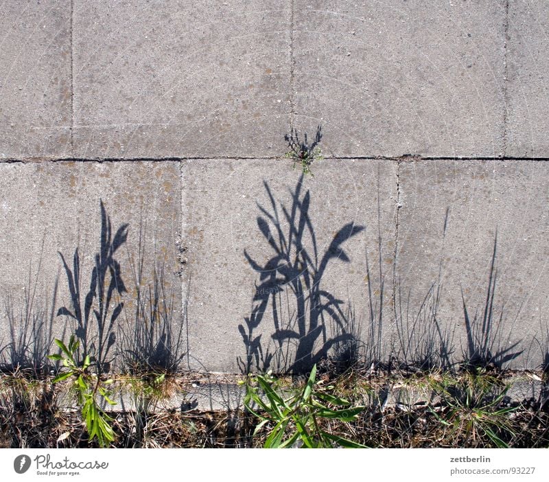 Randzone {f} = fringe Am Rand Bürgersteig Pflanze Gras Beton Fuge Verkehrswege Stein Mineralien Wege & Pfade Schatten Spaziergang Bodenplatten