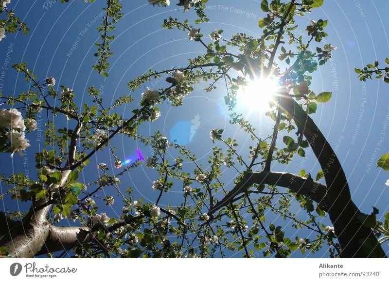 Blütenhimmel Sonne Blume Baum Frühling April Mai himmelblau Physik Blatt frisch Himmel Wärme frühlingshaft Ast