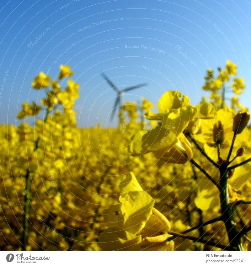 Brassica napus I Raps Rapsfeld Feld Rapsblüte Rapsöl Blüte gelb grün himmelblau weiß 3 Unschärfe Quadrat Frühling Sommer Tiefenschärfe Kreuzblütengewächse