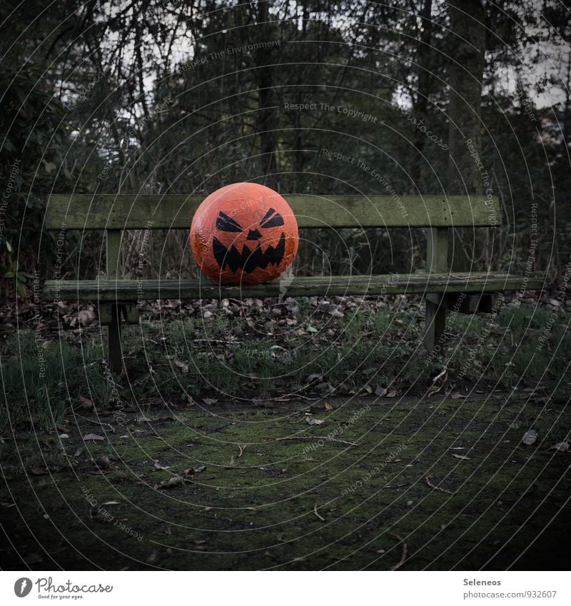 Happy Halloween Umwelt Natur Herbst Pflanze Baum Garten Park gruselig Angst Entsetzen Kürbis Kürbiskopf Bank Parkbank Moosteppich Farbfoto Außenaufnahme