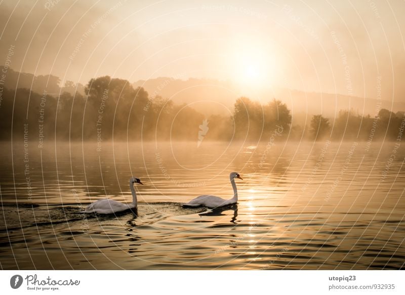 Sonnenaufgang an der Elbe mit Schwanen Paar Natur Landschaft Wasser Sonnenuntergang Herbst Winter Nebel Flussufer Stadt Menschenleer Wildtier Tierpaar Bewegung