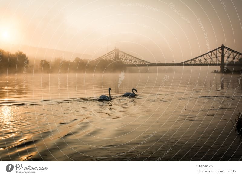 Sonnenaufgang an der Elbe mit Schwanen Paar und Brücke Natur Landschaft Wasser Sonnenuntergang Herbst Winter Nebel Flussufer Stadt Menschenleer Bauwerk