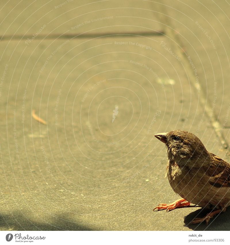 Freiburger Piepmatz Vogel Schwanz Schnabel Brunnen Appetit & Hunger Neugier klein springen leicht Verkehrswege Deutschland Freiburg im Breisgau Spatz