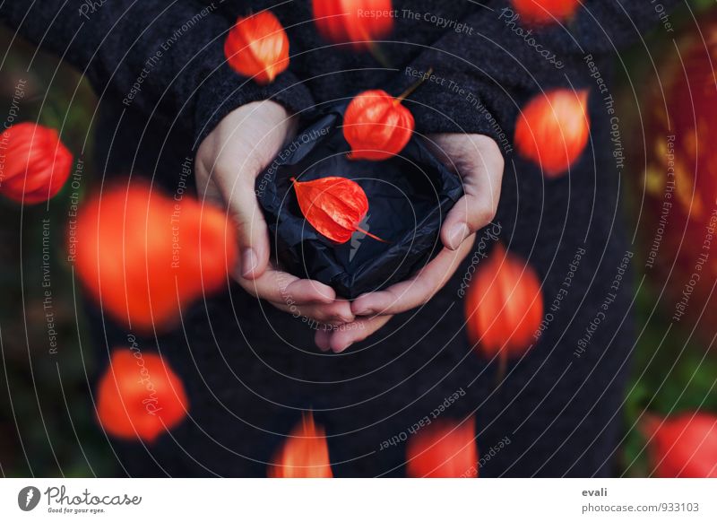 Herbstlaune Hand Pflanze Physalis Lampionblume Schachtel fallen fangen fliegen orange schwarz herbstlich Herbstfärbung Herbstwind Herbststurm Farbfoto