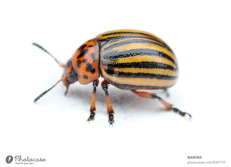 Potato bug Natur Tier Käfer krabbeln braun gelb schwarz Blattkäfer Chrysomelidae Deckflügel Flügel Fuß Fühler gestreift gold Insekt Kartoffeln Kartoffelblüte