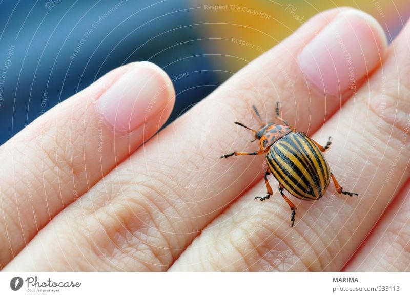 Potato bug Frau Erwachsene Hand Finger Natur Tier Käfer krabbeln braun gelb schwarz Blattkäfer Chrysomelidae Fühler gestreift gold Insekt insect Kartoffeln