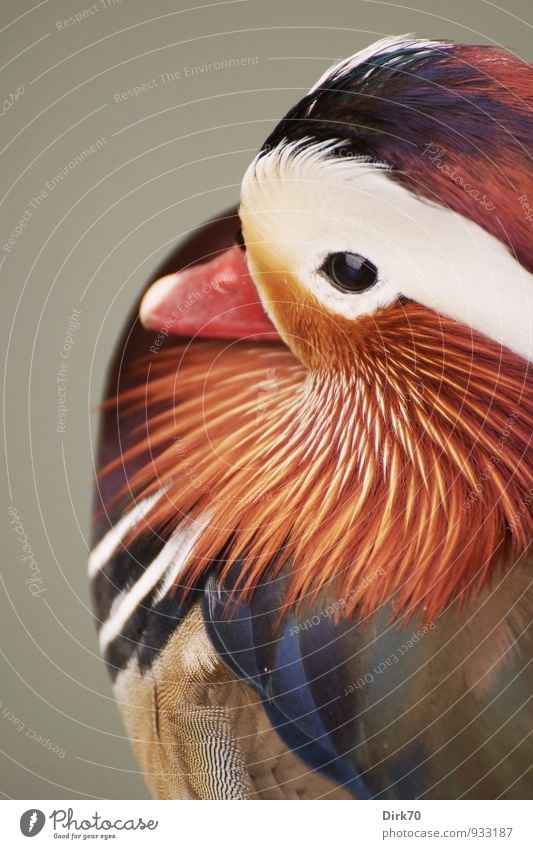 Mandarinente im Portrait Natur Tier Park Seeufer Wildtier Vogel Tiergesicht Ente Entenvögel Feder Federvieh 1 ästhetisch elegant schön niedlich blau braun grau