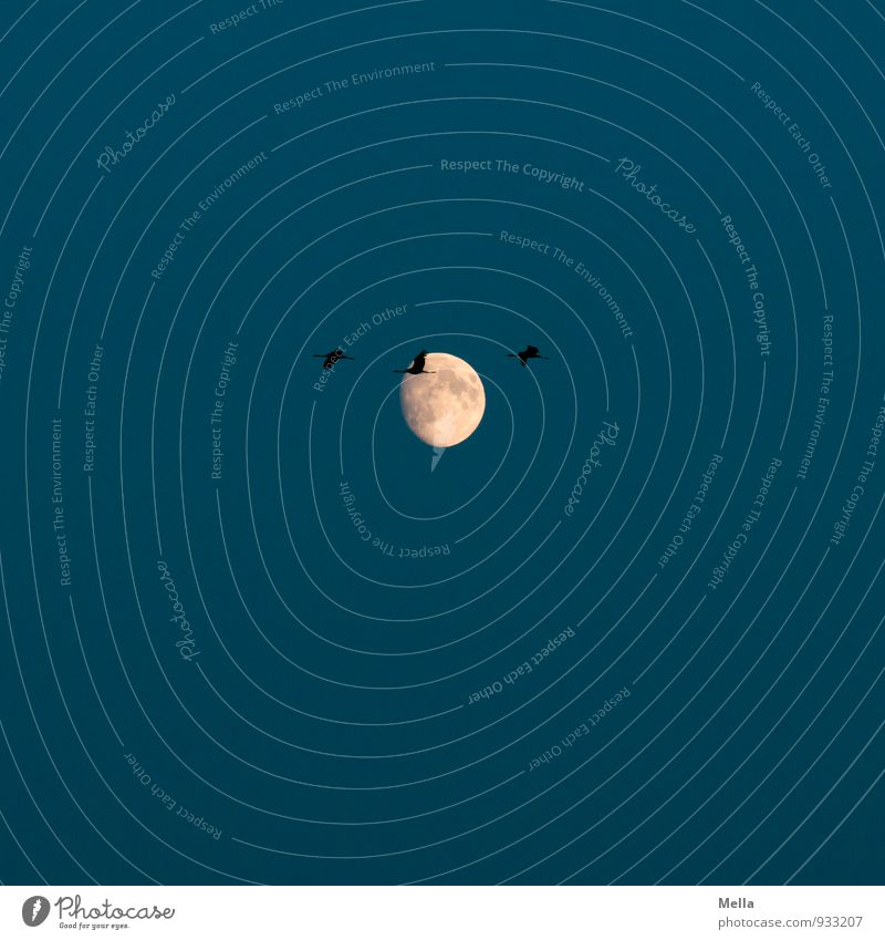 Moonligt Flying 2014 Umwelt Natur Luft Himmel Nachthimmel Mond Tier Wildtier Vogel Kranich 3 fliegen dunkel frei Kitsch natürlich Stimmung Freiheit Weltall