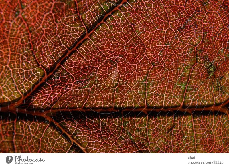 Das Blatt 12 Pflanze grün Botanik Pflanzenteile Kletterpflanzen pflanzlich Umwelt Sträucher Gegenlicht Hintergrundbild Baum nah Photosynthese reif Gefäße