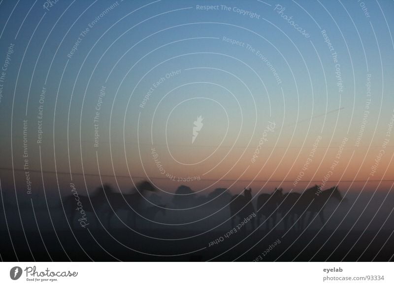 Pferdchen Himmelfahrt - Blasphemie ? Bodennebel Pferdenarr Araber Nebel Abenddämmerung Wiese grün Gras Sonnenuntergang Sommer schwarz Stimmung Sehnsucht Fernweh