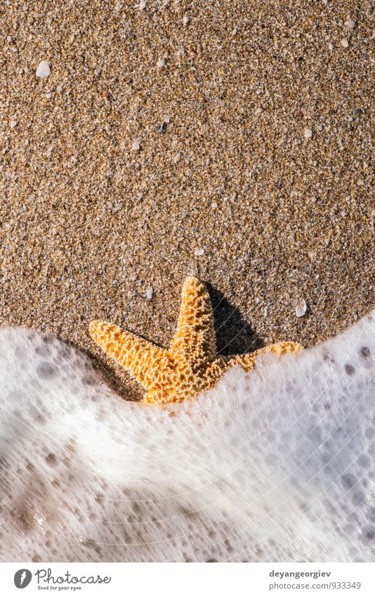 Seesterne in die Wellen Erholung Ferien & Urlaub & Reisen Tourismus Sommer Strand Meer Insel Natur Landschaft Sand Küste natürlich weiß Wasser Stern tropisch