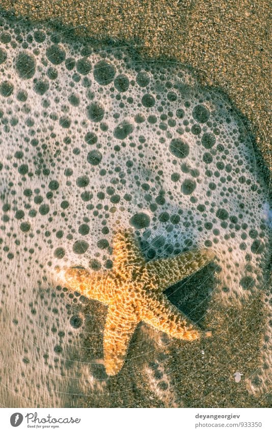 Seesterne in die Wellen Erholung Ferien & Urlaub & Reisen Tourismus Sommer Strand Meer Insel Natur Landschaft Sand Küste natürlich weiß Wasser Stern tropisch