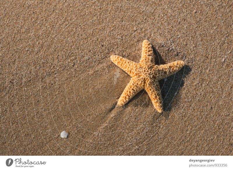 Seesterne in die Wellen Erholung Ferien & Urlaub & Reisen Tourismus Sommer Strand Meer Insel Natur Landschaft Sand Küste natürlich weiß Wasser Stern tropisch