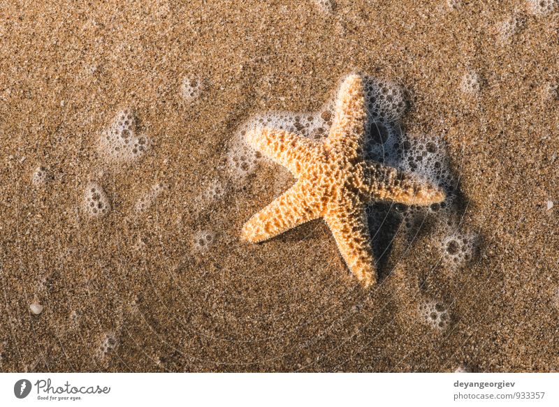 Seesterne in die Wellen Erholung Ferien & Urlaub & Reisen Tourismus Sommer Strand Meer Insel Natur Landschaft Sand Küste natürlich weiß Wasser Stern tropisch