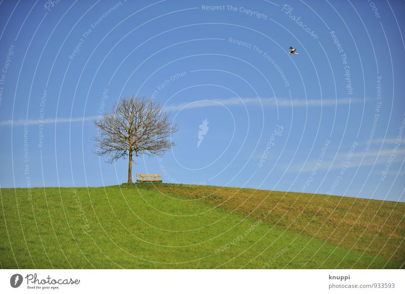 Storch Umwelt Natur Landschaft Erde Luft Himmel Wolken Horizont Sonne Sonnenlicht Sommer Herbst Schönes Wetter Baum Gras Wiese Feld Hügel Tier Vogel 1 hoch blau