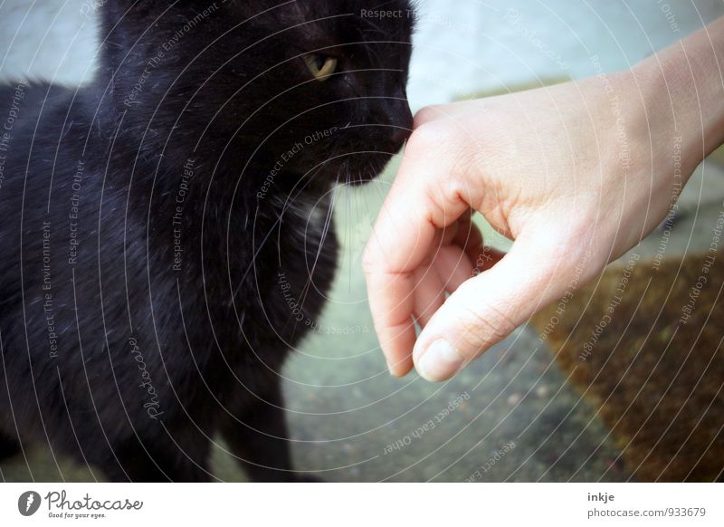 "Zähmen, das ist eine in Vergessenheit geratene Sache" Hand Tier Haustier Katze 1 Kommunizieren Gefühle Sympathie Freundschaft Zusammensein Tierliebe friedlich