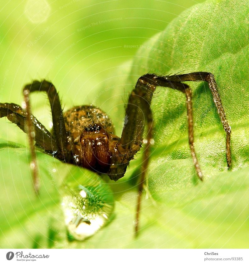 Blattspinne_01 Spinne Tier grün Wassertropfen Spinnennetz Insekt Nordwalde Makroaufnahme Nahaufnahme Angst Panik topfen gliederfüssler arachnologie Netz gewebt