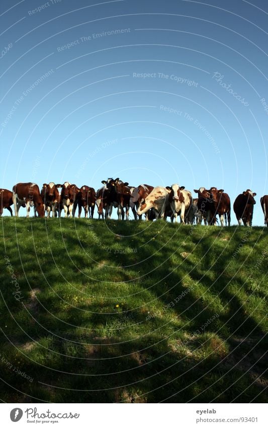 Schaulustige Deichbewohner Kuh Ebene Langeweile Neugier Anhäufung berühren Zusammensein Wiese Gras Fressen frisch Blick schaulustig Fell grün Tier Säugetier