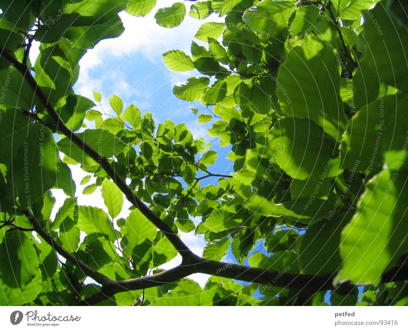 Himmelwärts grün Blatt Sommer Ferien & Urlaub & Reisen mehrere Licht Umwelt blau Ast Natur Freiheit viele Schatten