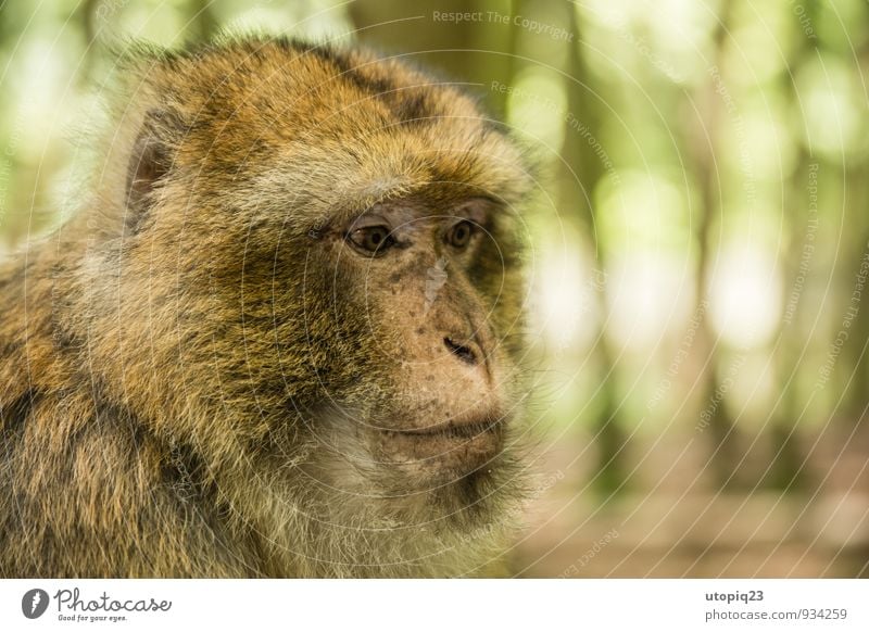 just thinking Natur Wald Vollbart Behaarung Tier Berberaffen Affen 1 beobachten Denken füttern Blick sitzen träumen ruhig Schüchternheit Abenteuer Erwartung