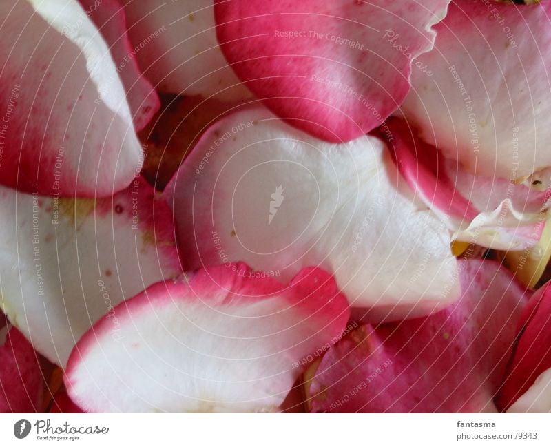 Rosenblätter Blatt Natur