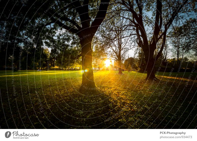 Magic Sunset Landschaft Sonnenaufgang Sonnenuntergang Sonnenlicht Herbst Schönes Wetter Baum Park Wiese Frieden geheimnisvoll Hoffnung ruhig träumen