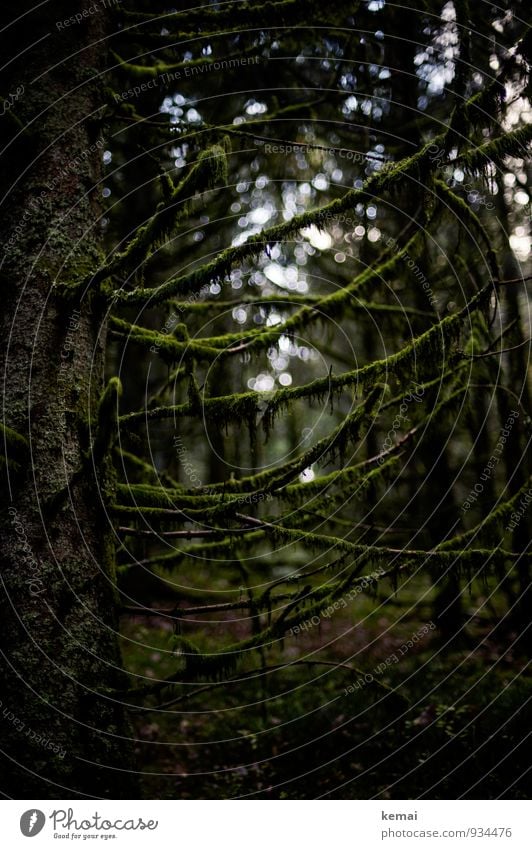 Overgrown Umwelt Natur Pflanze Sonnenlicht Baum Moos Grünpflanze Wildpflanze Ast Zweig Baumstamm Wald Wachstum außergewöhnlich dunkel gruselig grün Traurigkeit