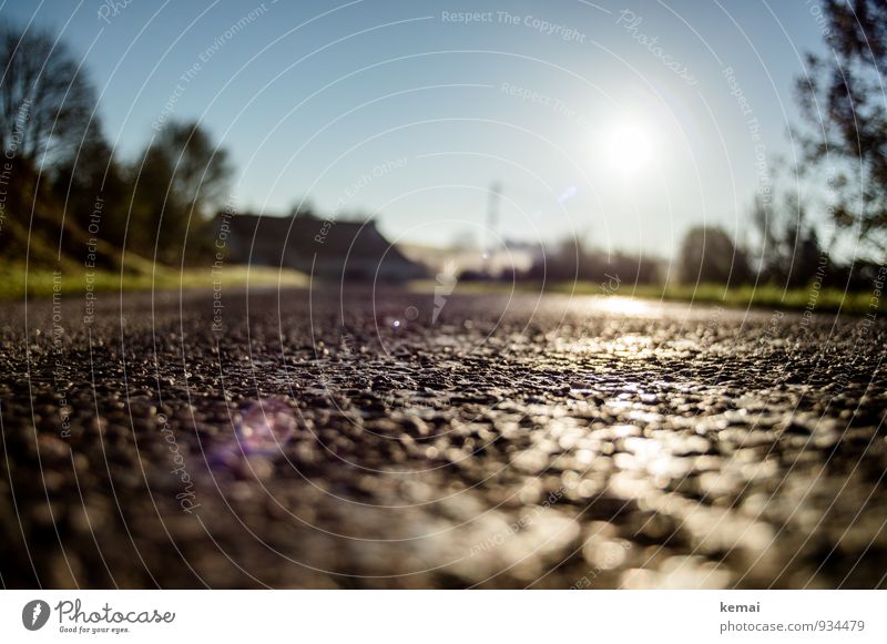 Street level Wolkenloser Himmel Baum Haus Straße leuchten frisch hell ruhig Menschenleer breit Asphalt glänzend Ödland Einsamkeit tiefstehend Farbfoto