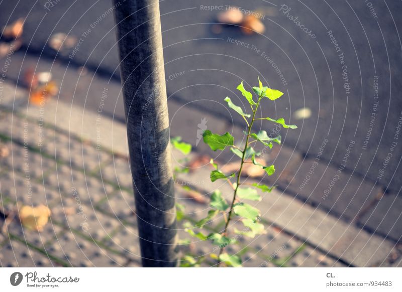 straßenrand Herbst Pflanze Blatt Verkehr Verkehrswege Straße Wege & Pfade Straßenrand Poller Stab Hinweisschild Warnschild Natur Umwelt Alltagsfotografie