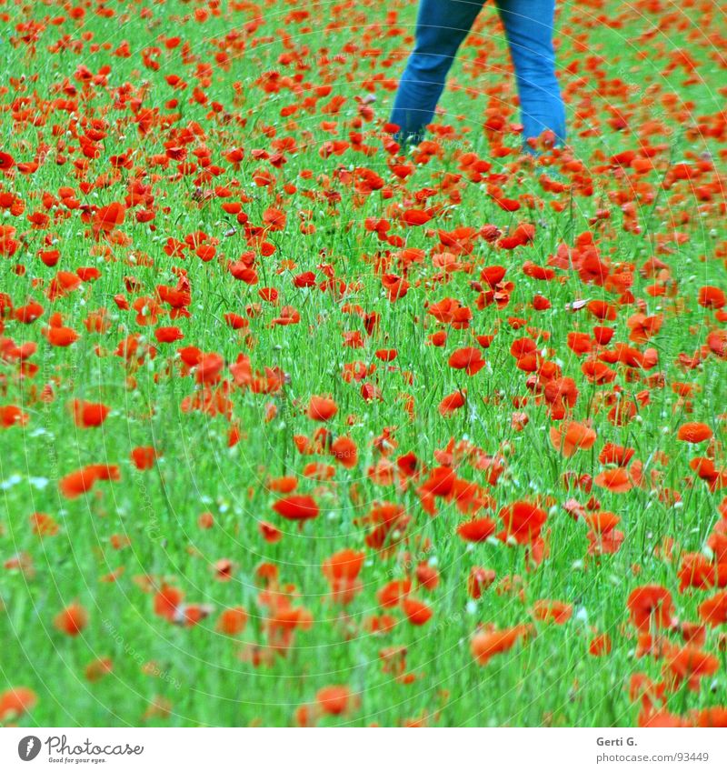 walkin' on the mohn Klatschmohn Blume Blüte Pflanze Mohn rot Mohnblüte Sommer grün mehrfarbig jeansblau gehen Blumenwiese Jeanshose Gras Feld Bekleidung Mann