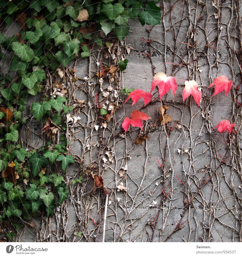 komplementäre Jahreszeit Natur Herbst Pflanze Blatt Mauer Wand Fassade grün rot Komplementärfarbe Efeu Beton Jahreszeiten Farbfoto mehrfarbig Außenaufnahme Tag