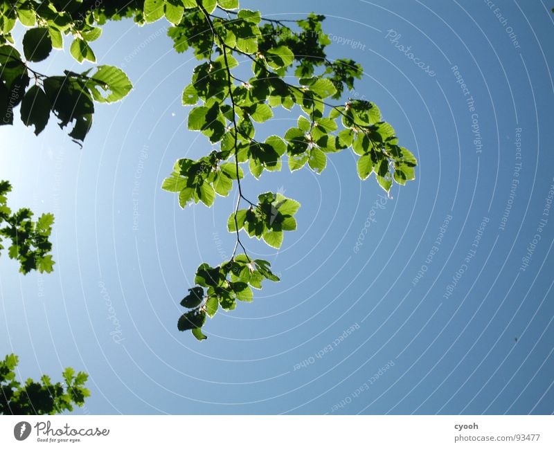 ich glaub ich steh im Wald 2 grün Baum Blatt Sommer ruhig Frühling Himmel blau entpannen Natur