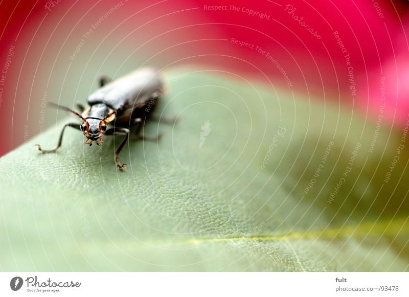 waslos Tier Insekt schwarz Pflanze Makroaufnahme Nahaufnahme Käfer Blick Beine