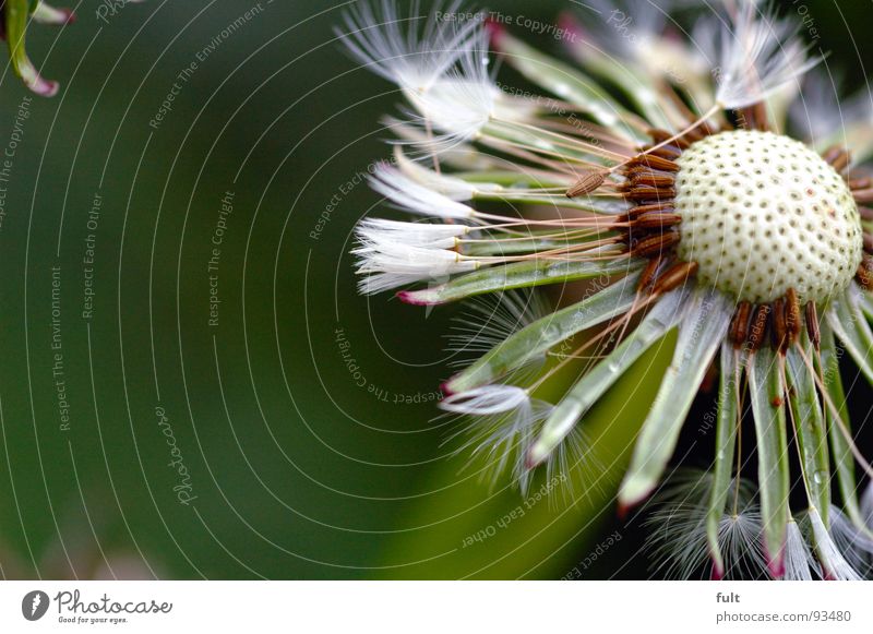 pusteblume Löwenzahn leer verweht Blume Loch Pore Pflanze Makroaufnahme Nahaufnahme Natur