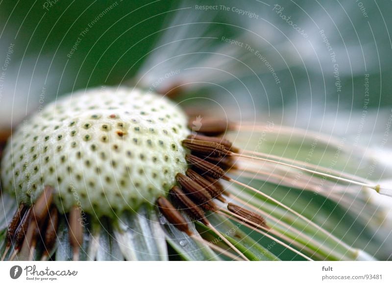 pusteblume Löwenzahn leer verweht Blume Loch Pore Pflanze Makroaufnahme Nahaufnahme Natur