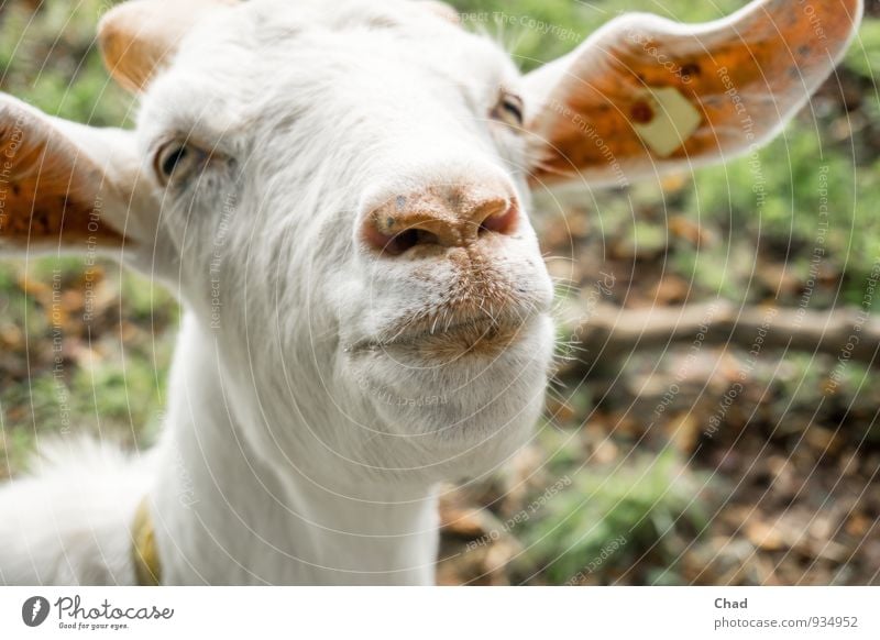 Küss Mich Lebensmittel Fleisch Käse Ernährung Milch Landwirtschaft Forstwirtschaft Natur Tier Haustier Nutztier Tiergesicht Ziegen Ziegenfell 1 Fell Lächeln