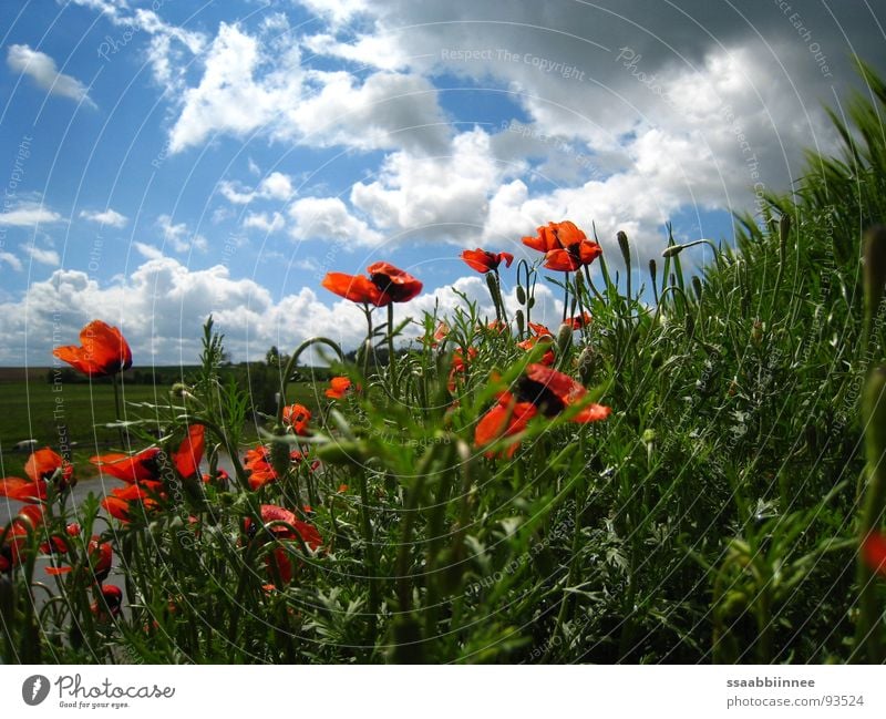 KopfHoch Frühling himmelblau Gute Laune Wochenende nach dem Regen Mohnrot Wolkentreiben Frühlingssonnentag Natur