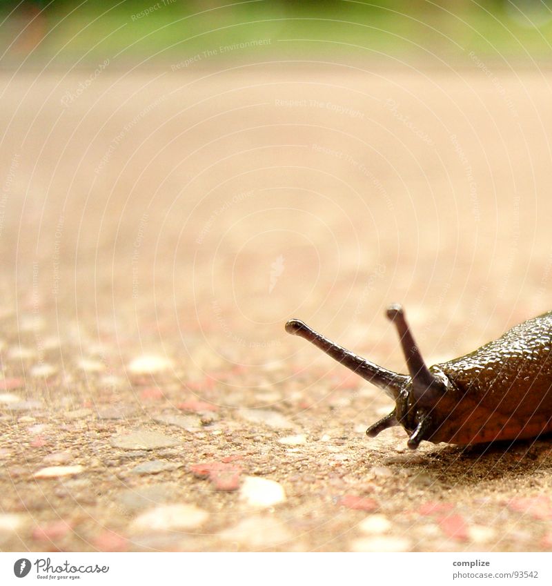 Nackte Schnecke oder Nacktschnecke Zeitlupe Nacktschnecken braun Geschwindigkeit Fühler Schleim Schleimer Tier langsam gähnen schlafen wandern