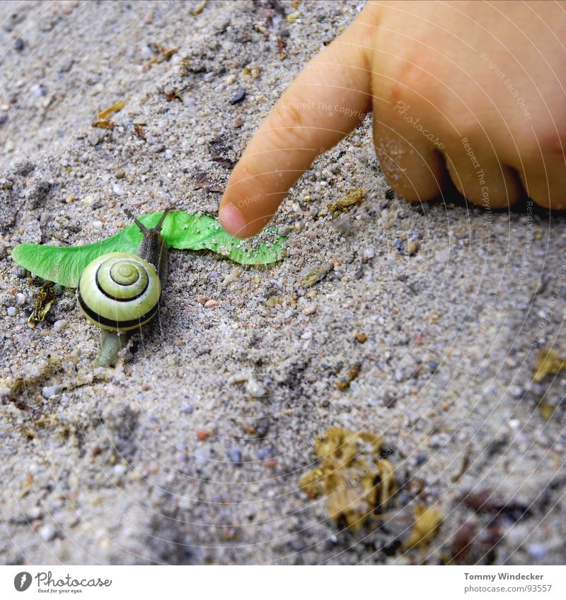 Impression Spielen Freizeit & Hobby Kind Sandkasten Kindheitstraum Aufgabe planen Sommer Frühling Schleimer Fühler Schneckenhaus Einfamilienhaus Hand Kinderhand