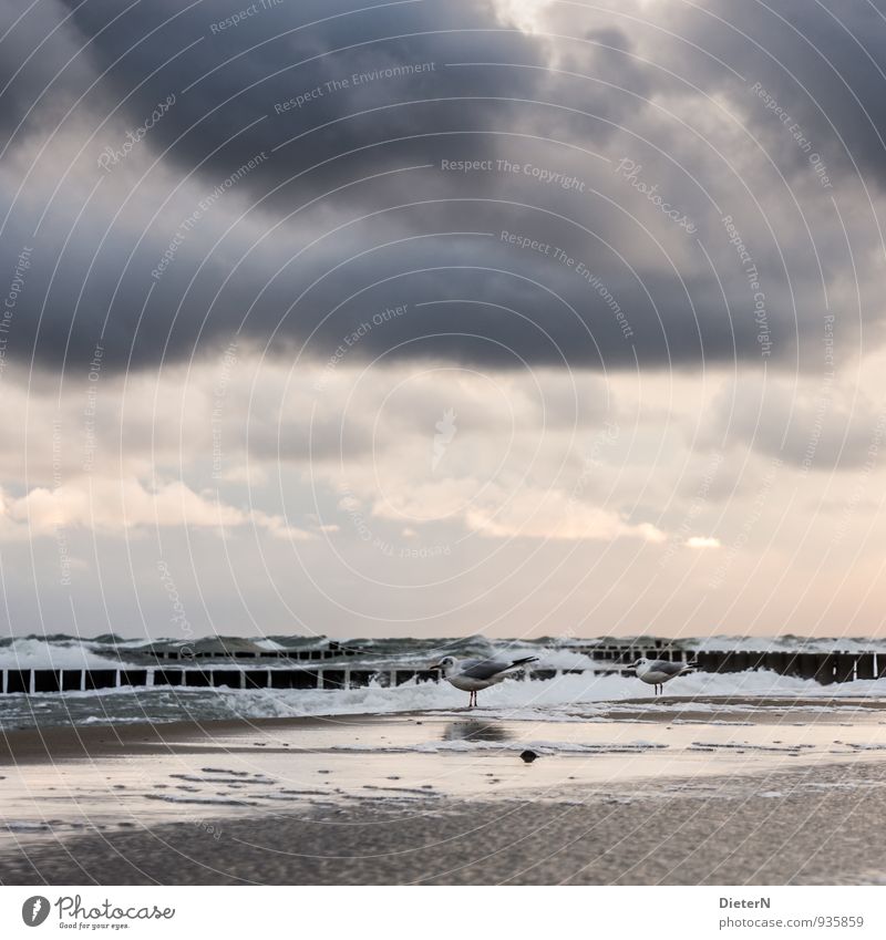 Warten Tier Vogel 2 braun grau rosa weiß Möwe Meer Ostsee Wasser Wolken Himmel Horizont Wellen Buhne Wind Farbfoto Außenaufnahme Menschenleer Textfreiraum links