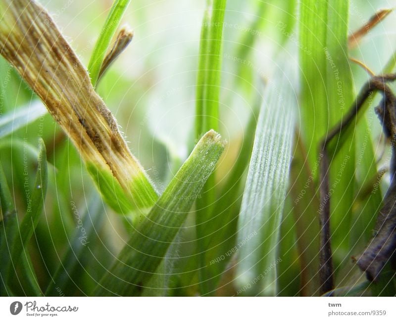 Grasgeflüster grün Frühling Rasen Makroaufnahme Natur