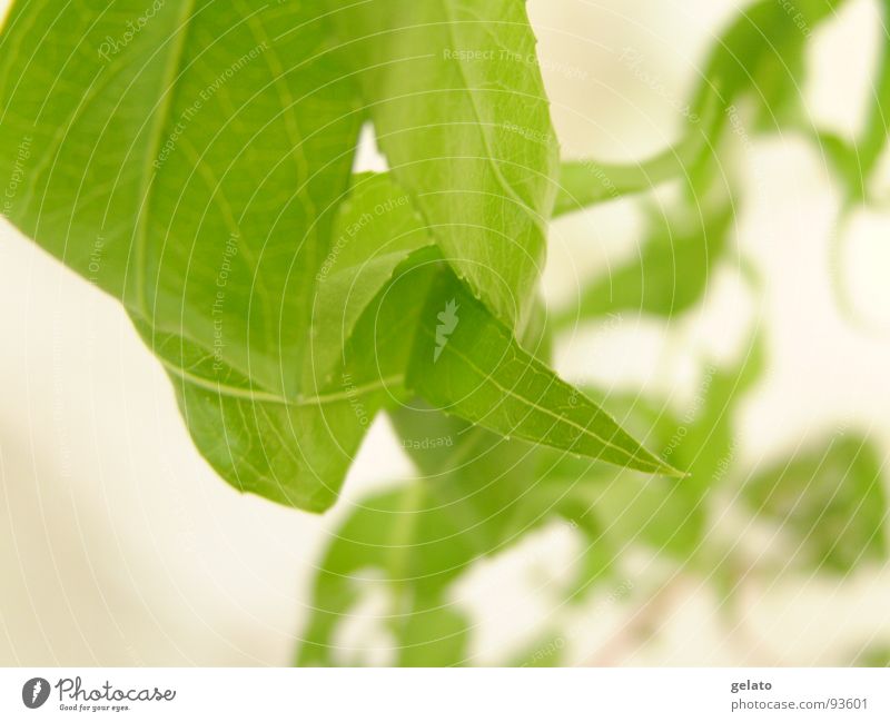 früher Frühling grün Gras Wachstum Park verzweigt Reifezeit verschlingen Wiese Umwelt sommerlich saftig Pflanze Botanik Photosynthese Urwald Licht Vase frisch