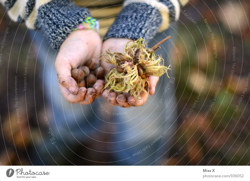 Sammler Lebensmittel Frucht Ernährung Bioprodukte Freizeit & Hobby Spielen Kinderspiel Mensch Kleinkind Junge Hand Finger 1 1-3 Jahre 3-8 Jahre Kindheit Herbst