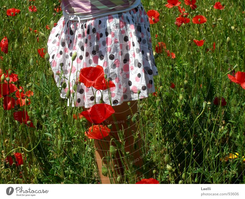 Mohnröckchen weiß rosa schwarz rot Blüte schön Blühend Gras grün saftig Feld Fröhlichkeit Frühling Blume Freude Garten Natur