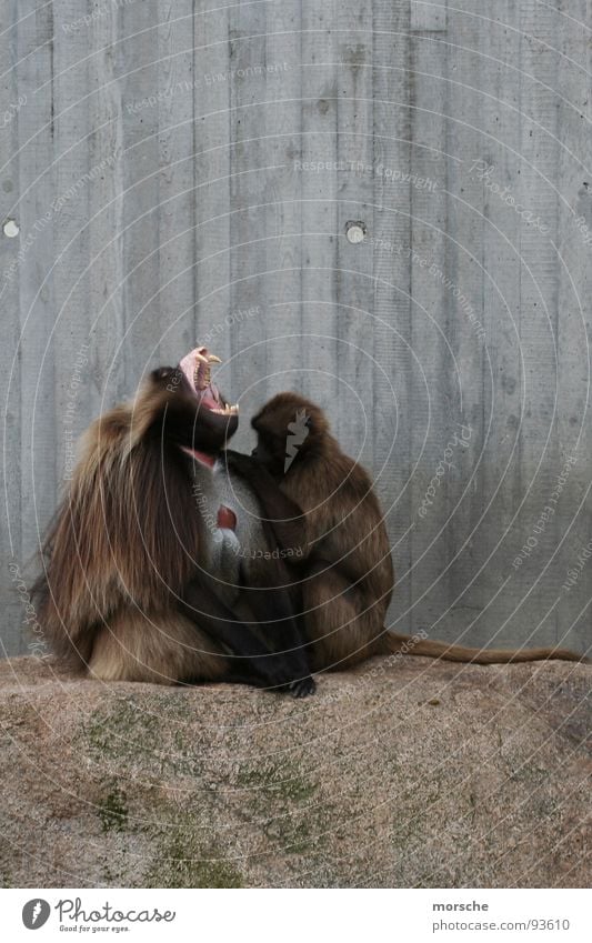 Mit Leib und Seele Affen Zoo Holz Reißzahn offen Fell braun grau Säugetier Stein Gebiss flätschen Gebrüll schreien