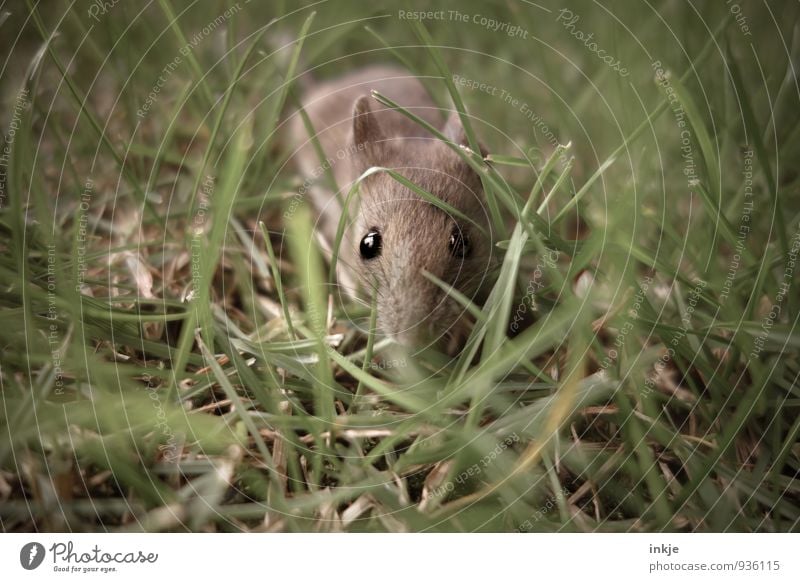 die Wahrheit ist.... Natur Frühling Sommer Herbst Gras Garten Park Wiese Tier Wildtier Maus Tiergesicht 1 krabbeln Blick klein nah Neugier niedlich Interesse